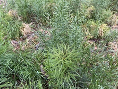 Lycopodium deuterodensum