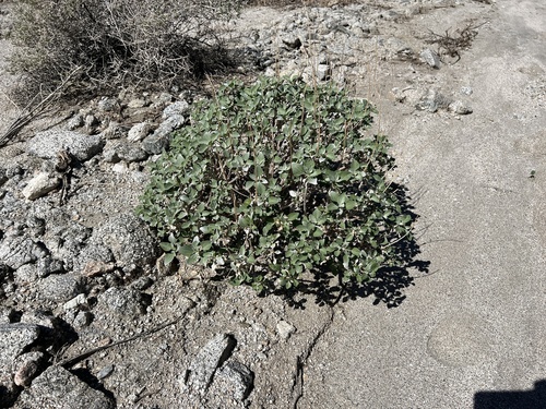 iNaturalist observation photo of Brittlebush