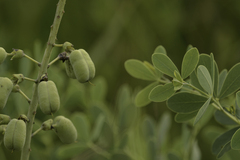 Baptisia alba