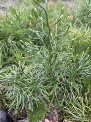 Lycopodium deuterodensum
