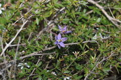 Thelymitra peniculata