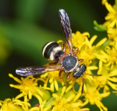 Epeolus bifasciatus
