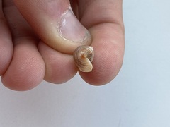 Caenogastropoda