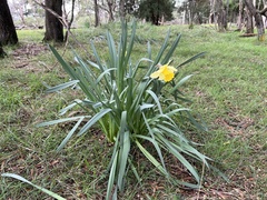 Narcissus