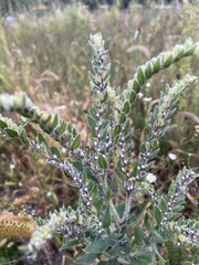 Lithospermum parviflorum