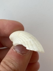 Arcidae