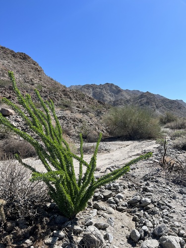 iNaturalist observation photo of ocotillo