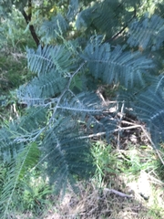 Acacia dealbata dealbata