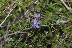 Thelymitra peniculata