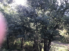 Acacia dealbata dealbata