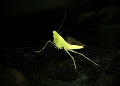 Tropidomantis