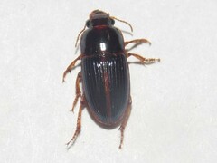 Harpalus gravis