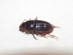 Harpalus gravis