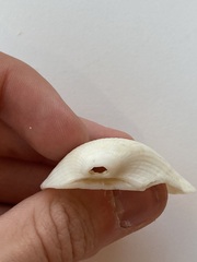 Arcidae