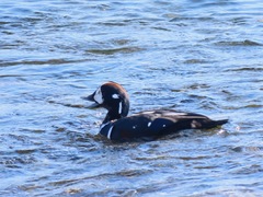 Histrionicus histrionicus