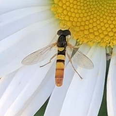 Sphaerophoria contigua