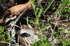 Dodonaea viscosa cuneata