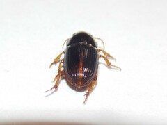 Harpalus gravis