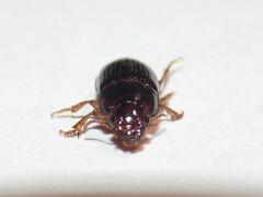 Harpalus gravis