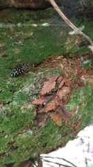 Placosternus crinicornis