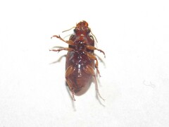 Harpalus gravis