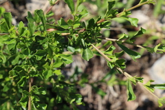 Dodonaea viscosa cuneata