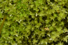 Ptychostomum