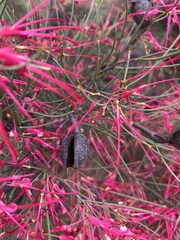Hakea purpurea