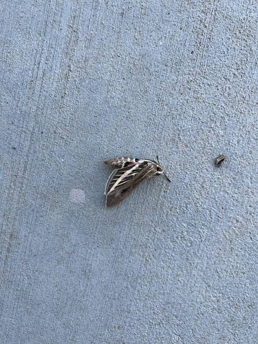 iNaturalist observation photo of White-lined Sphinx