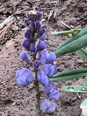 Lupinus
