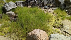 Carex lyngbyei