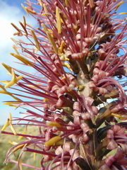 Agave filifera