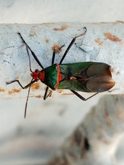 Sphictyrtus chrysis