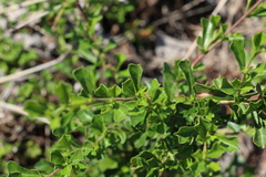 Dodonaea viscosa cuneata