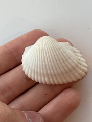 Arcidae