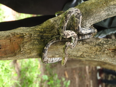 Trimorphodon biscutatus