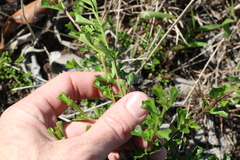Dodonaea viscosa cuneata