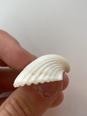 Arcidae