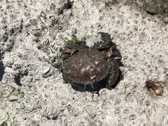 Glebocarcinus oregonensis