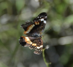 Chlosyne lacinia adjutrix