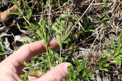 Dodonaea viscosa cuneata