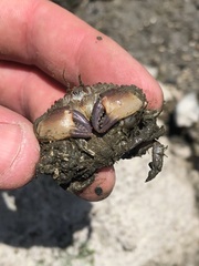 Glebocarcinus oregonensis