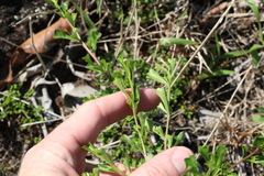 Dodonaea viscosa cuneata