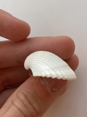 Arcidae