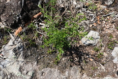 Dodonaea viscosa cuneata