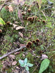 Coltricia cinnamomea