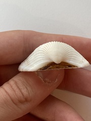 Arcidae