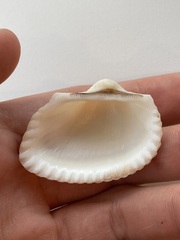 Arcidae