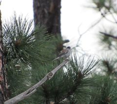 Junco hyemalis dorsalis