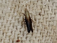 Neomegamelanus spartini